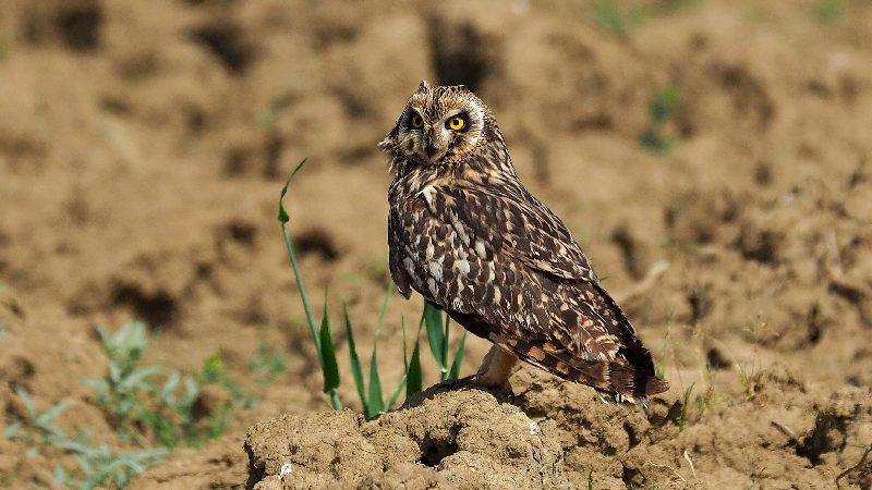 Gufo di palude (Asio flammeus)